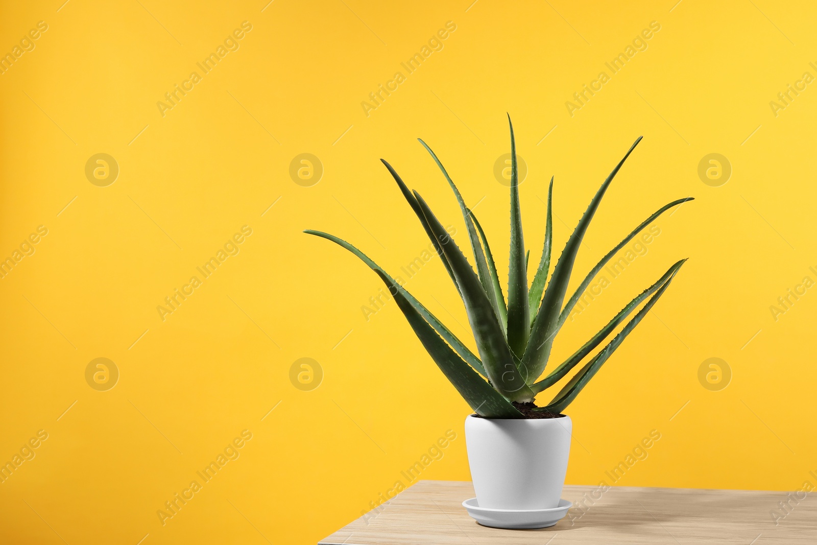 Photo of Green aloe vera in pot on wooden table against yellow background, space for text