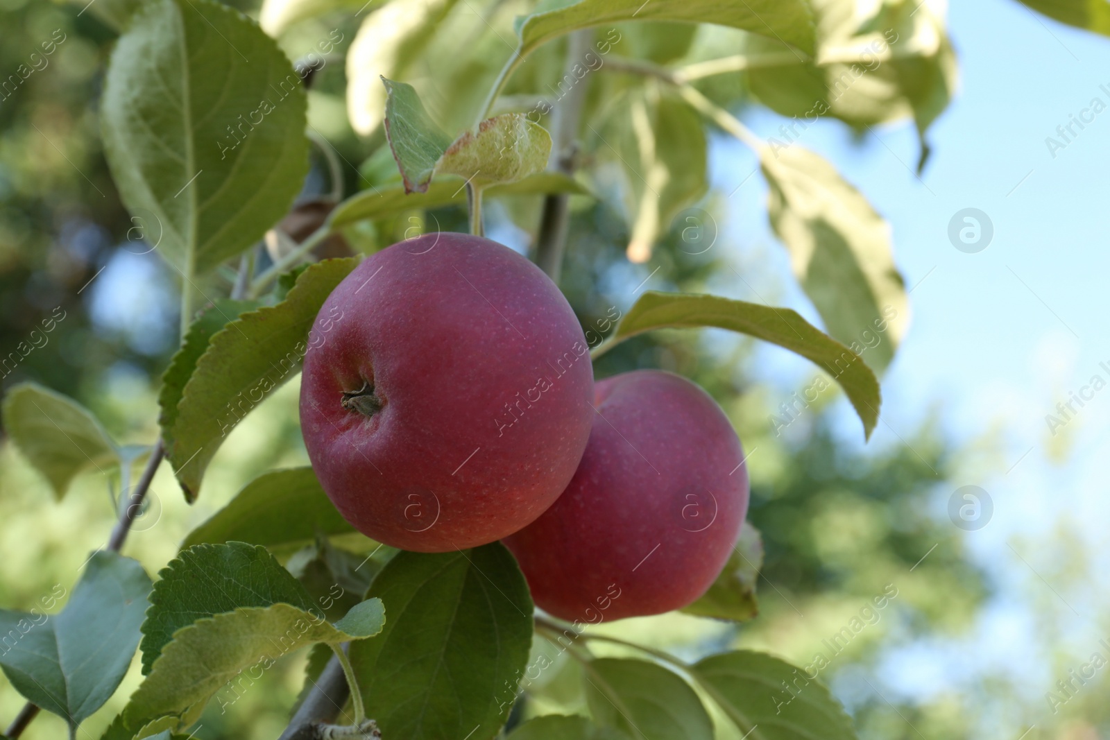 Photo of Fresh and ripe apples on tree branch, closeup