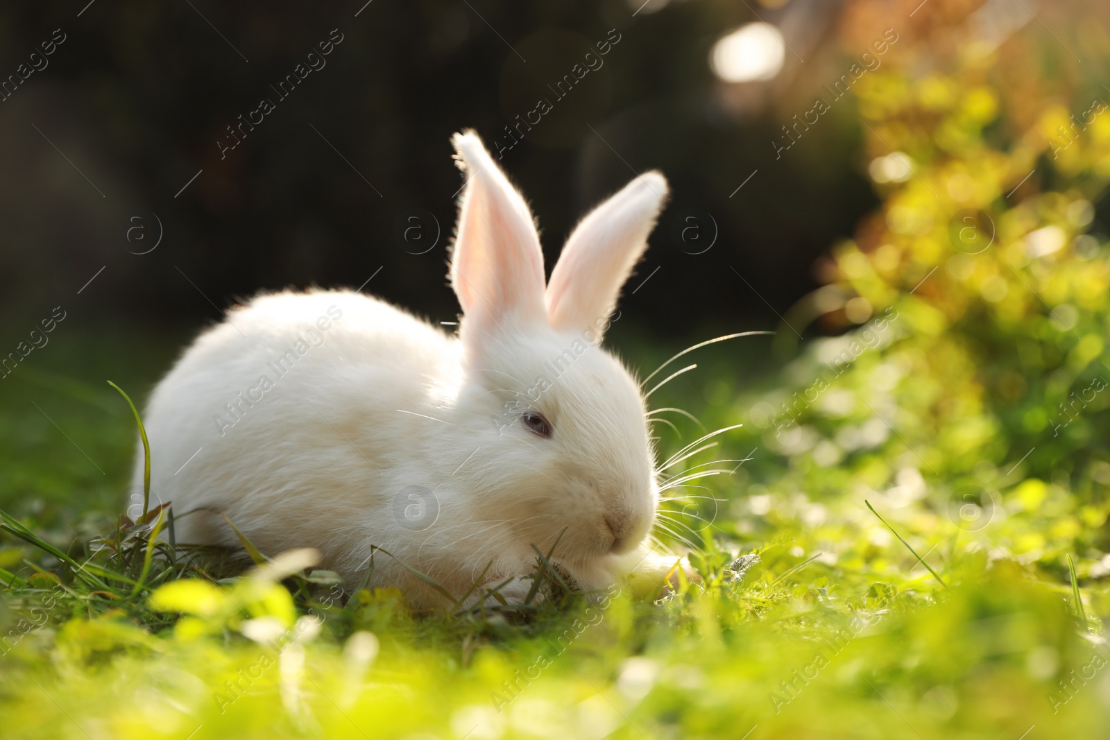 Photo of Cute white rabbit on green grass outdoors. Space for text