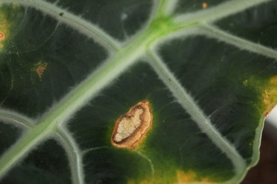 Home plant with leaf blight disease, closeup view