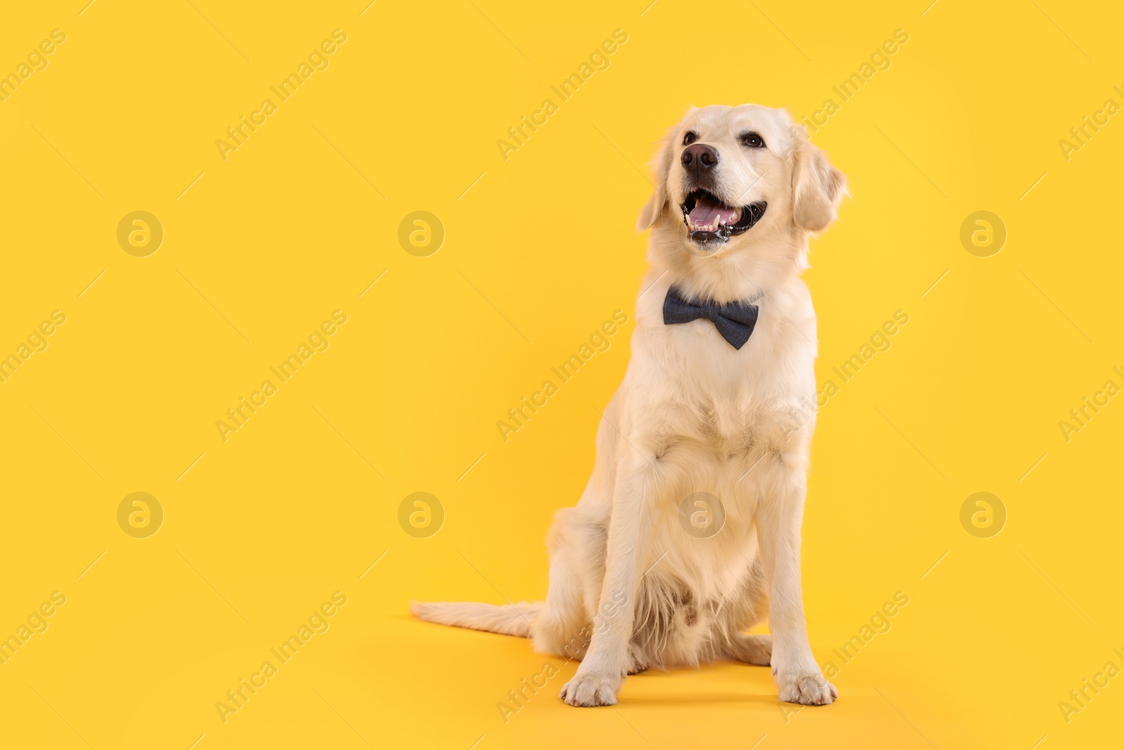 Photo of Cute Labrador Retriever with stylish bow tie on yellow background. Space for text