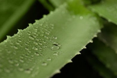 Photo of Beautiful green aloe vera plant with water drops on blurred background, closeup