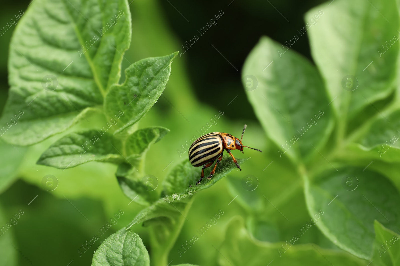 Photo of Colorado potato beetle on green plant outdoors, closeup