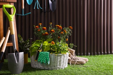 Beautiful plants, gardening tools and accessories on green grass near wood slat wall. Space for text