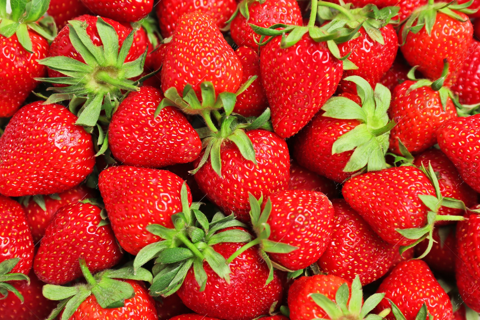 Photo of Many ripe red strawberries as background, closeup