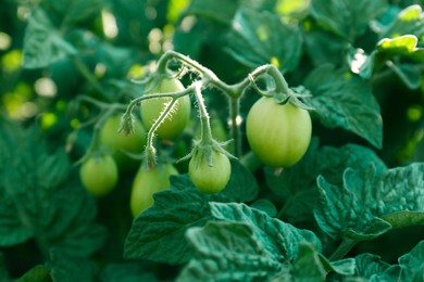 Photo of Beautiful green tomato plant growing in garden, closeup