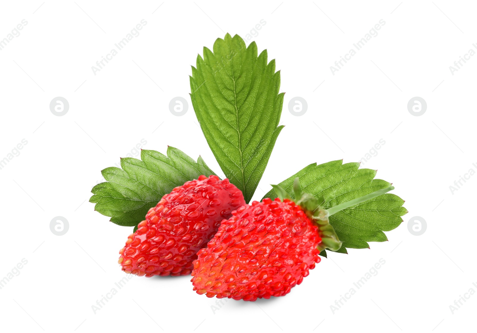 Image of Fresh ripe wild strawberries with green leaves isolated on white