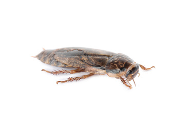Photo of Brown cockroach isolated on white. Pest control
