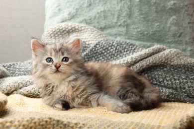 Photo of Cute kitten on knitted blanket. Baby animal