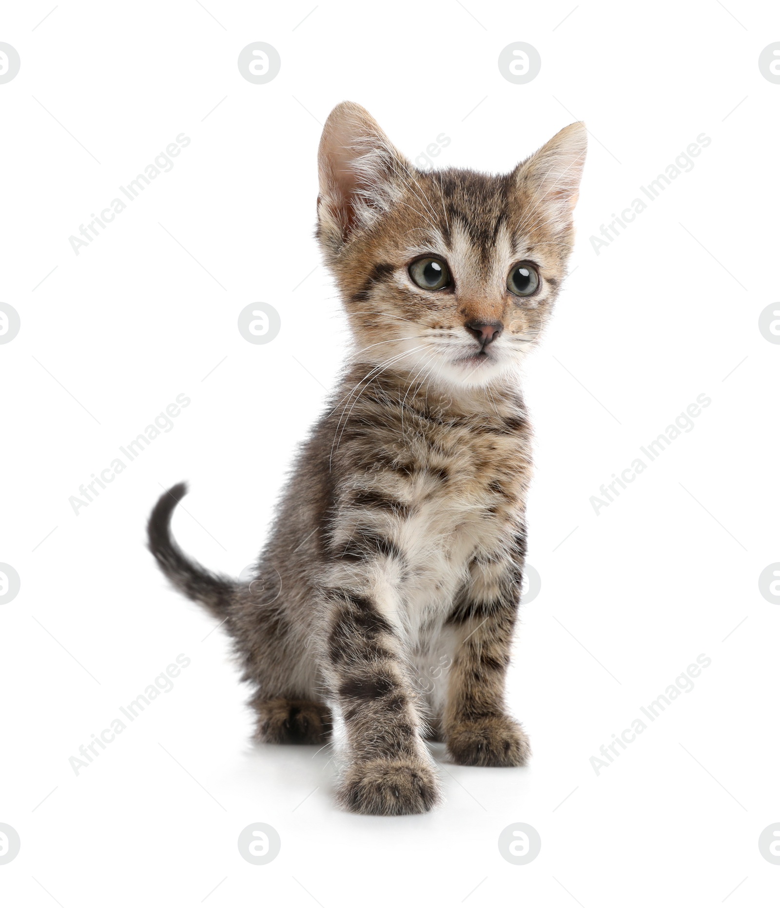 Photo of Cute little kitten sitting on white background