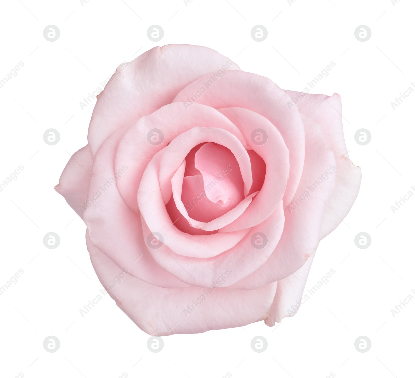 Photo of Blooming pink rose isolated on white. Beautiful flower