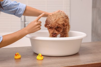 Woman washing cute Maltipoo dog in basin indoors. Lovely pet