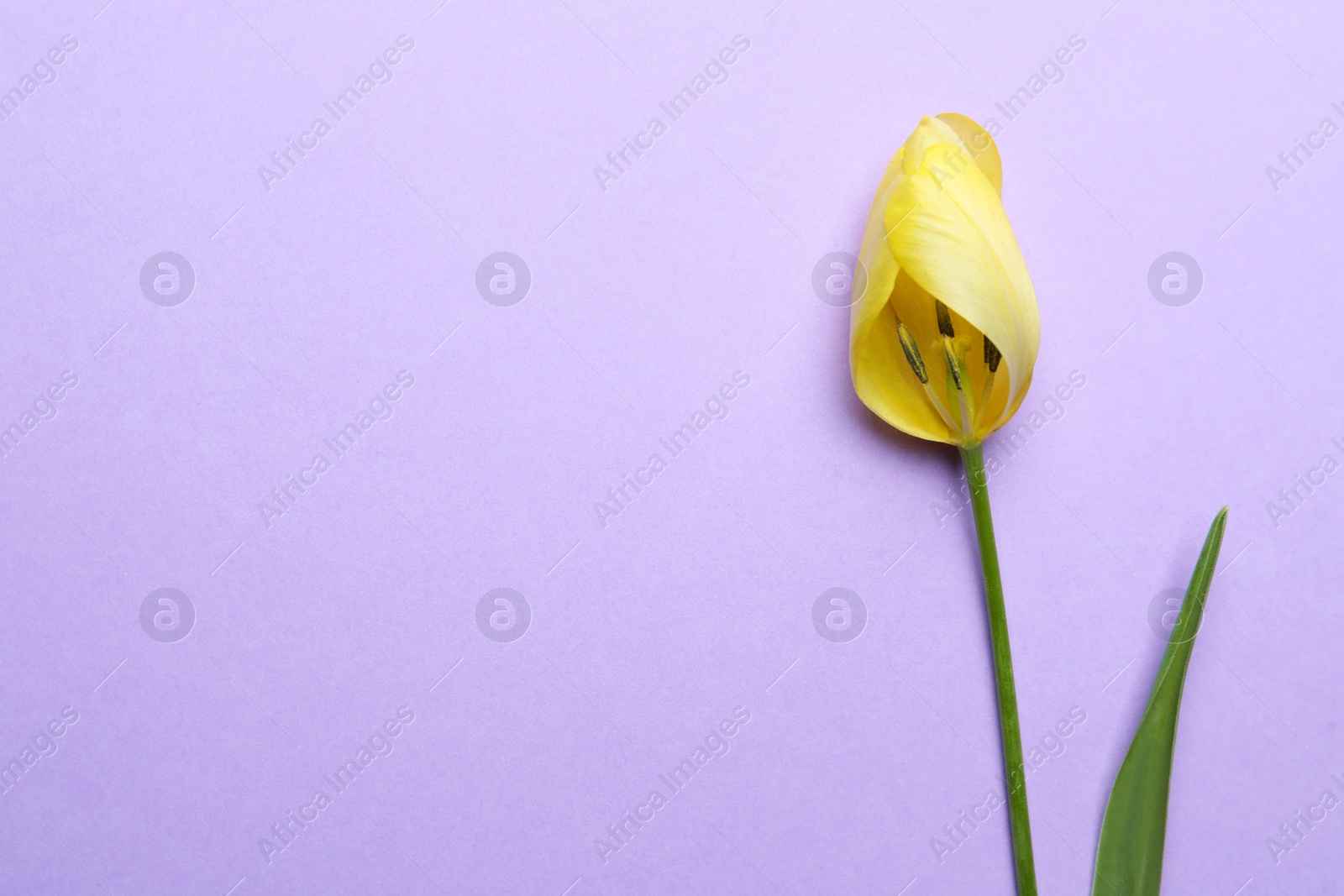 Photo of Yellow tulip on violet background, top view and space for text. Menopause concept