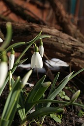 Beautiful blooming snowdrops growing outdoors. Spring flowers