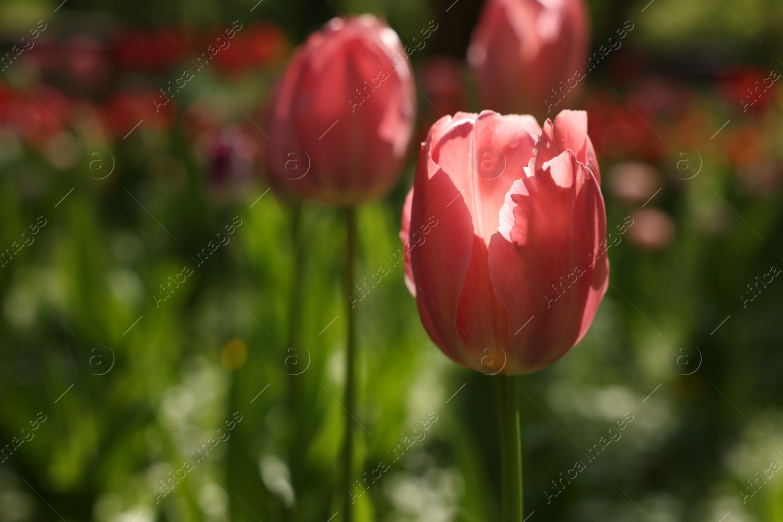 Photo of Beautiful pink tulips growing outdoors, closeup. Space for text