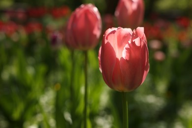 Photo of Beautiful pink tulips growing outdoors, closeup. Space for text