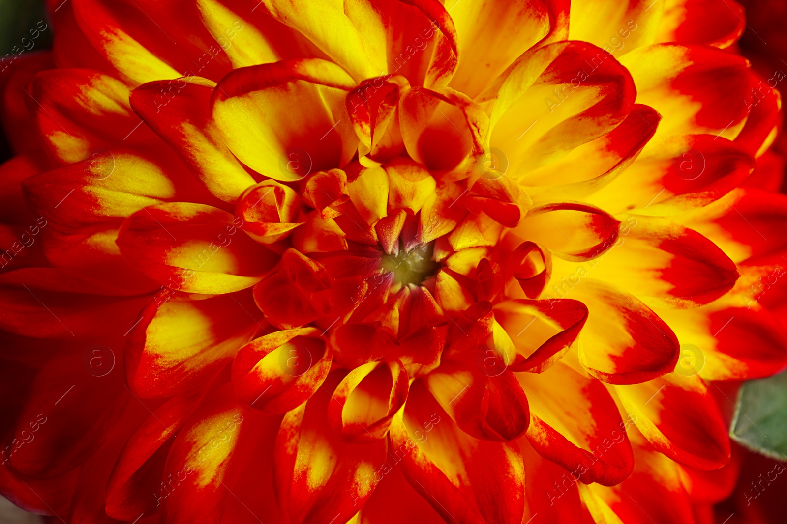 Image of Beautiful orange dahlia flower as background, closeup