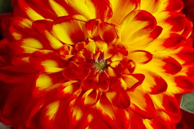 Image of Beautiful orange dahlia flower as background, closeup