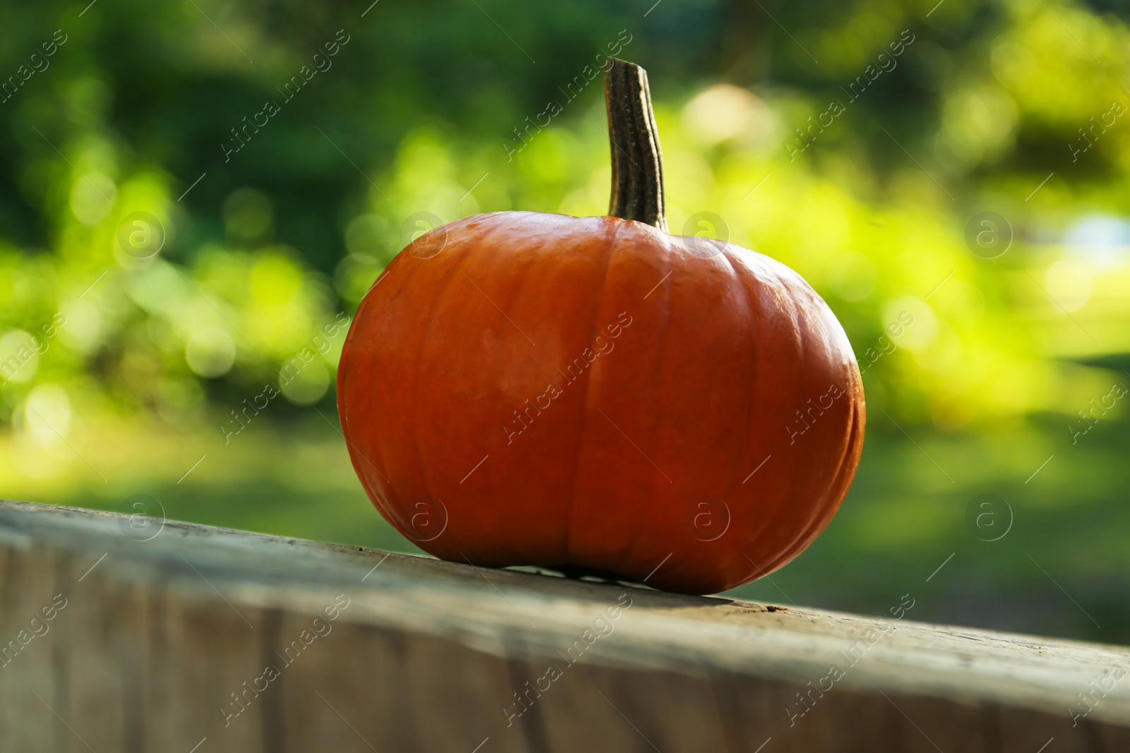 Photo of One orange pumpkin on stump in garden, closeup