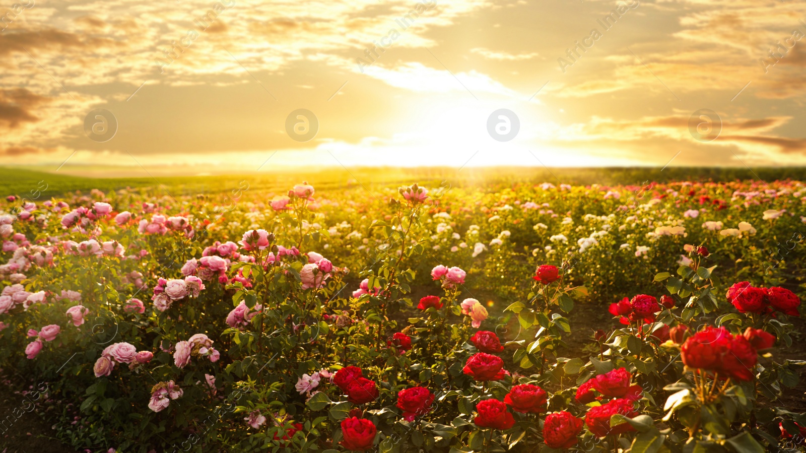 Photo of Bushes with beautiful roses outdoors on sunny day