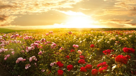 Bushes with beautiful roses outdoors on sunny day