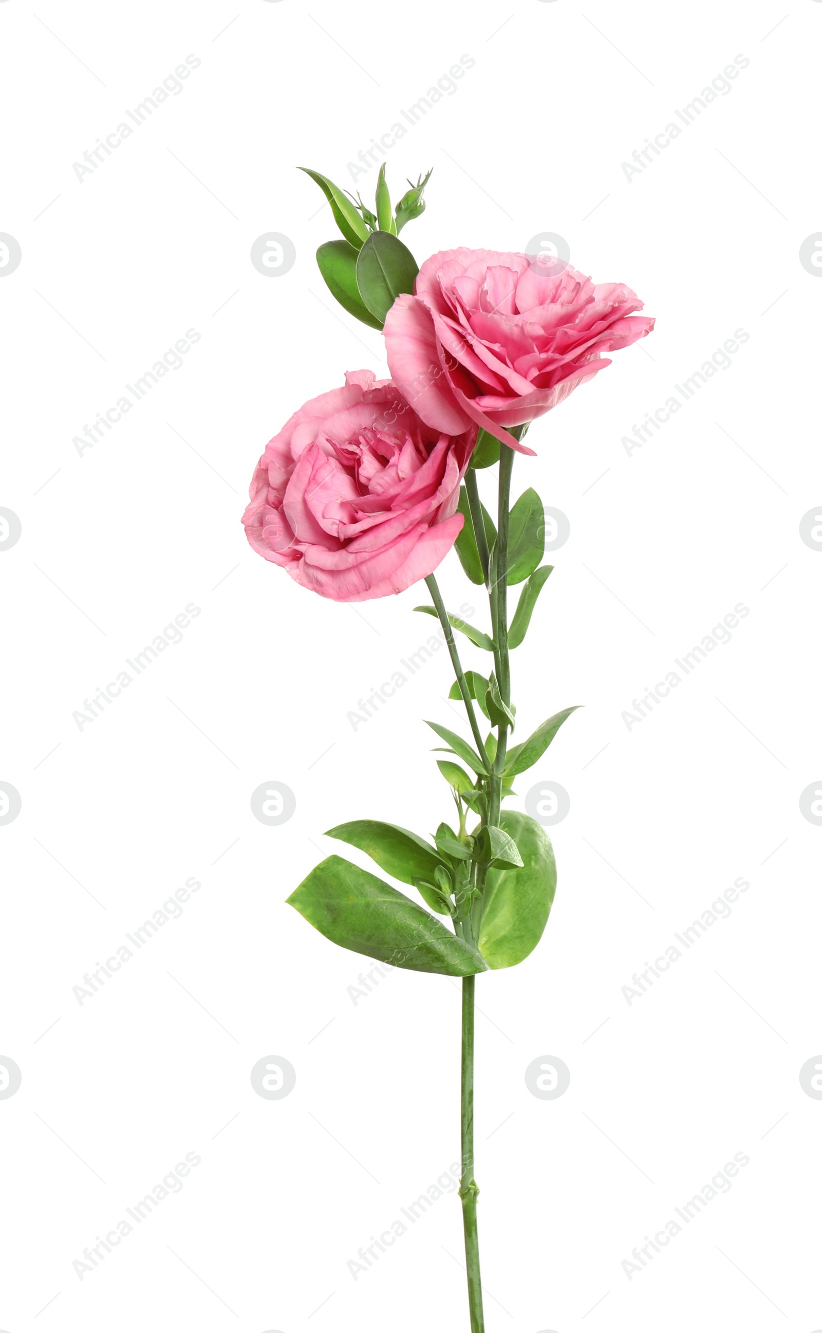 Photo of Beautiful fresh Eustoma flowers isolated on white