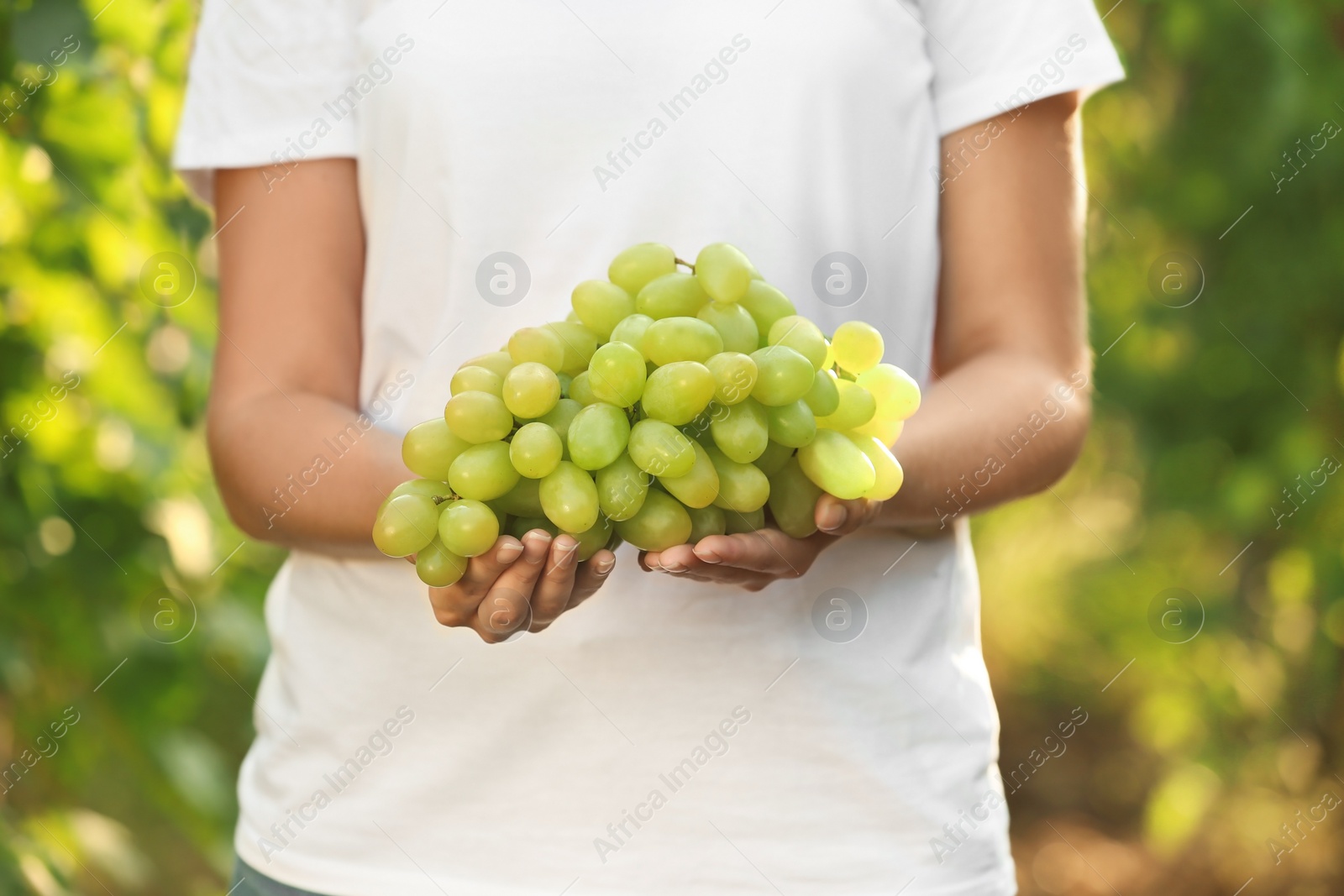 Photo of Woman holding bunch of fresh ripe juicy grapes in vineyard, closeup