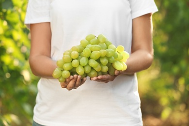 Photo of Woman holding bunch of fresh ripe juicy grapes in vineyard, closeup