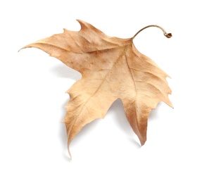 Photo of Beautiful autumn leaf on white background. Fall foliage