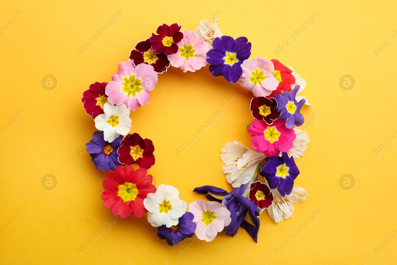 Photo of Frame of Primrose Primula Vulgaris flowers on yellow background, flat lay with space for text. Spring season