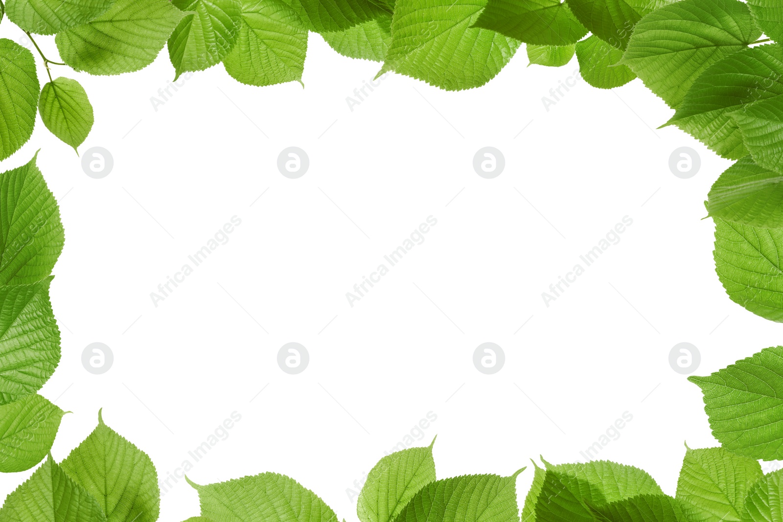 Image of Frame of beautiful vibrant green leaves on white background