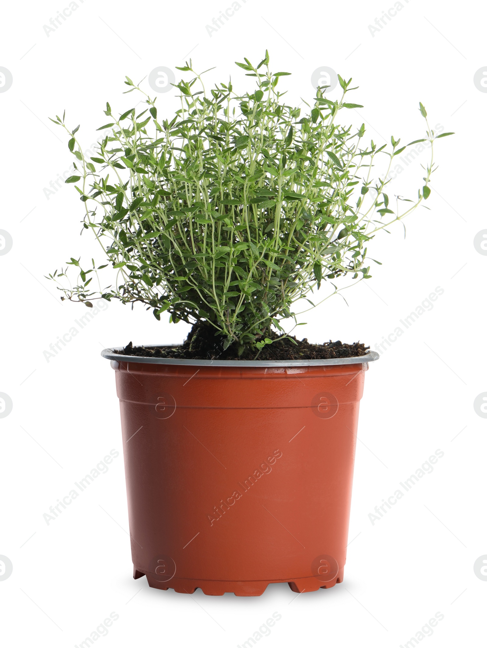 Photo of Aromatic green thyme in pot isolated on white