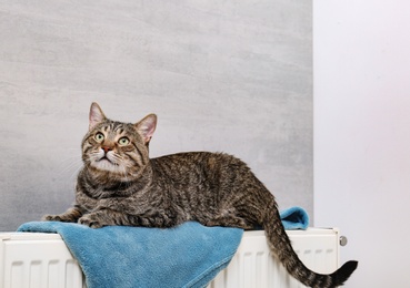 Cute tabby cat on heating radiator with plaid near light grey wall