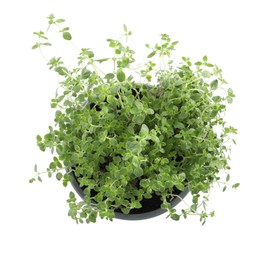 Photo of Aromatic green thyme in pot isolated on white, top view
