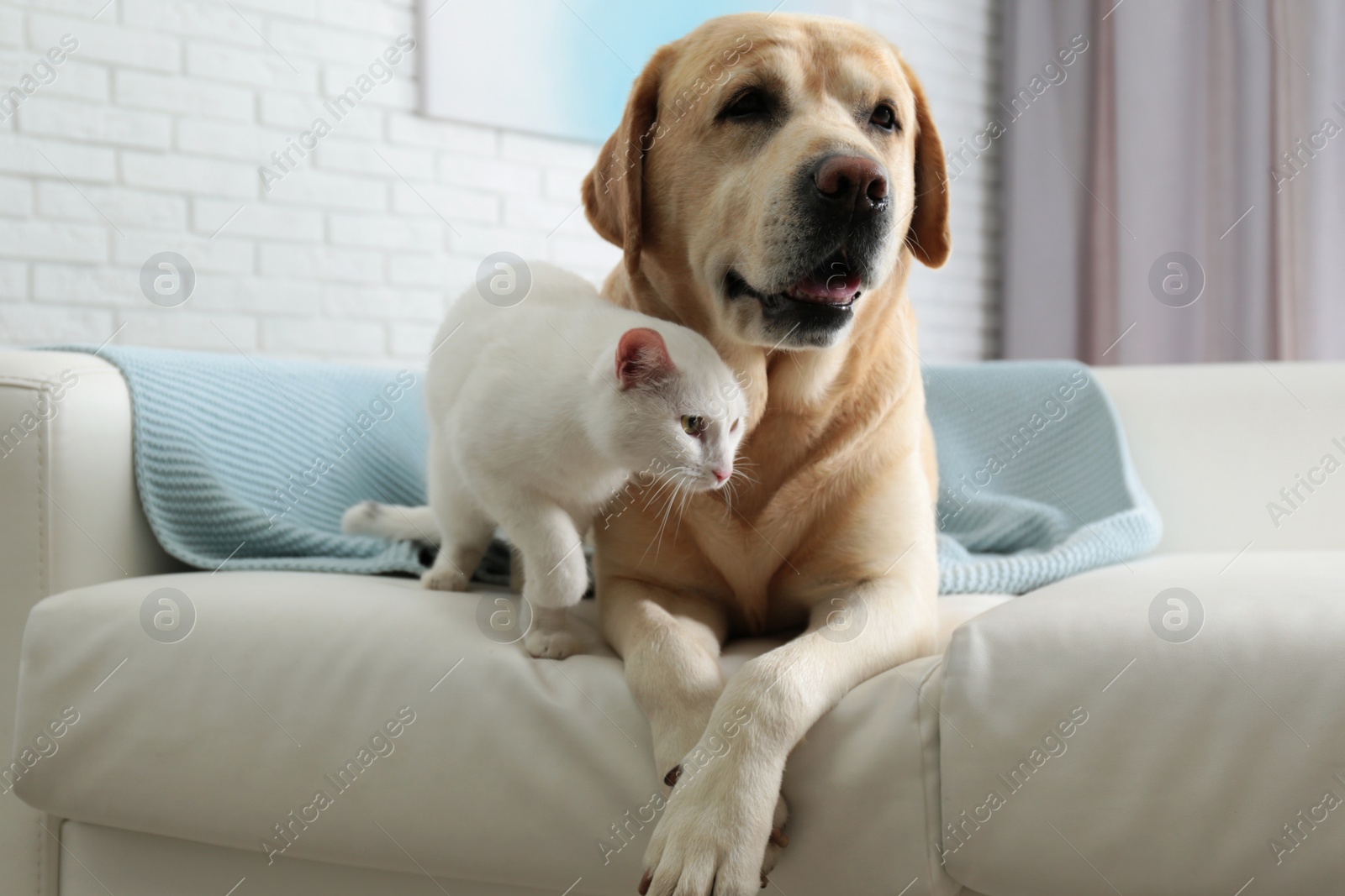 Photo of Adorable dog and cat together on sofa indoors. Friends forever