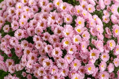 Photo of Beautiful bouquet of aromatic chrysanthemum flowers, closeup