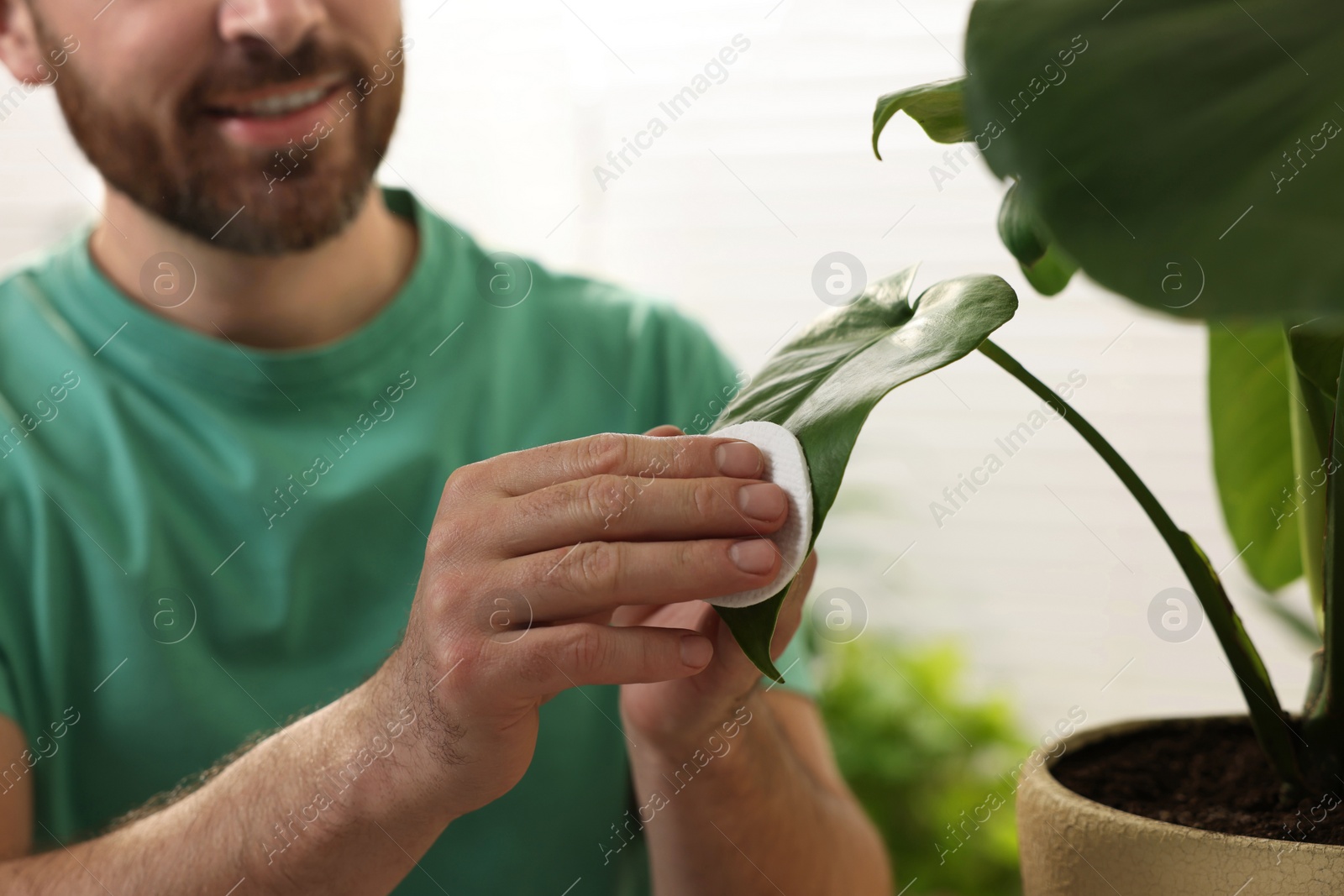 Photo of Man wiping leaves of beautiful potted houseplants with cotton pad indoors, closeup