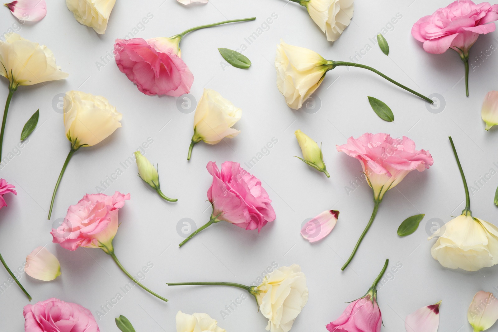 Photo of Beautiful Eustoma flowers on grey background, flat lay