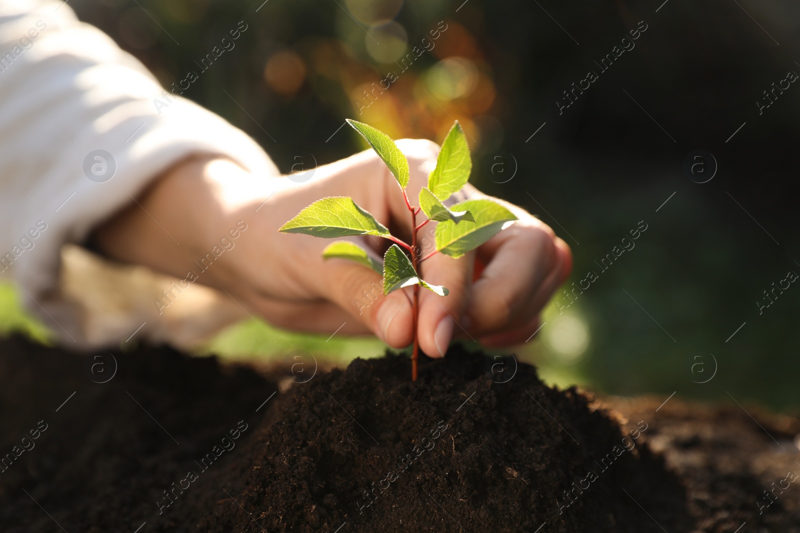 Photo of Woman planting young tree in garden, closeup