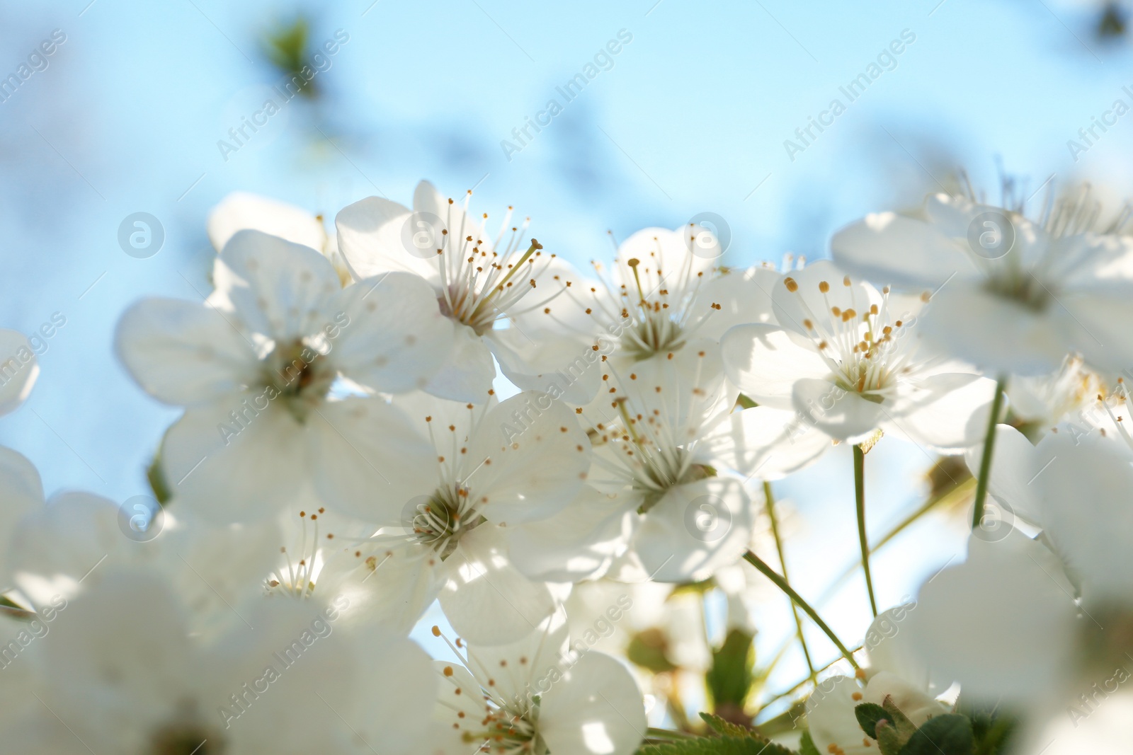 Photo of Blossoming cherry tree, closeup