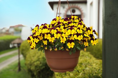Photo of Beautiful viola flowers in pot hanging near house