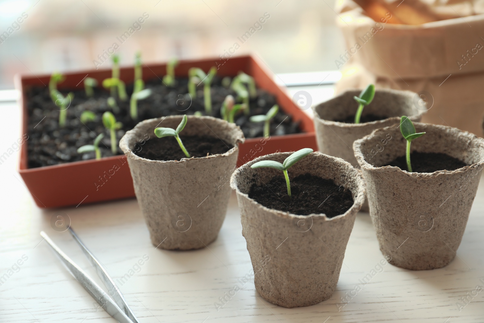 Photo of Young seedlings and tweezers on white wooden table