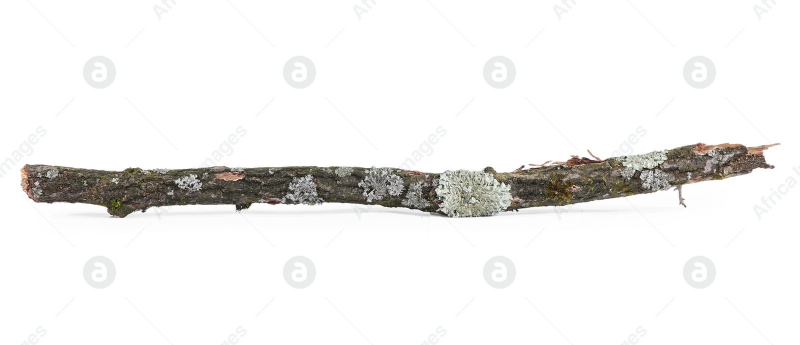 Photo of Old dry tree branch isolated on white