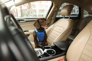 Photo of Cute German Shorthaired Pointer dog waiting for owner on front seat of car. Adorable pet