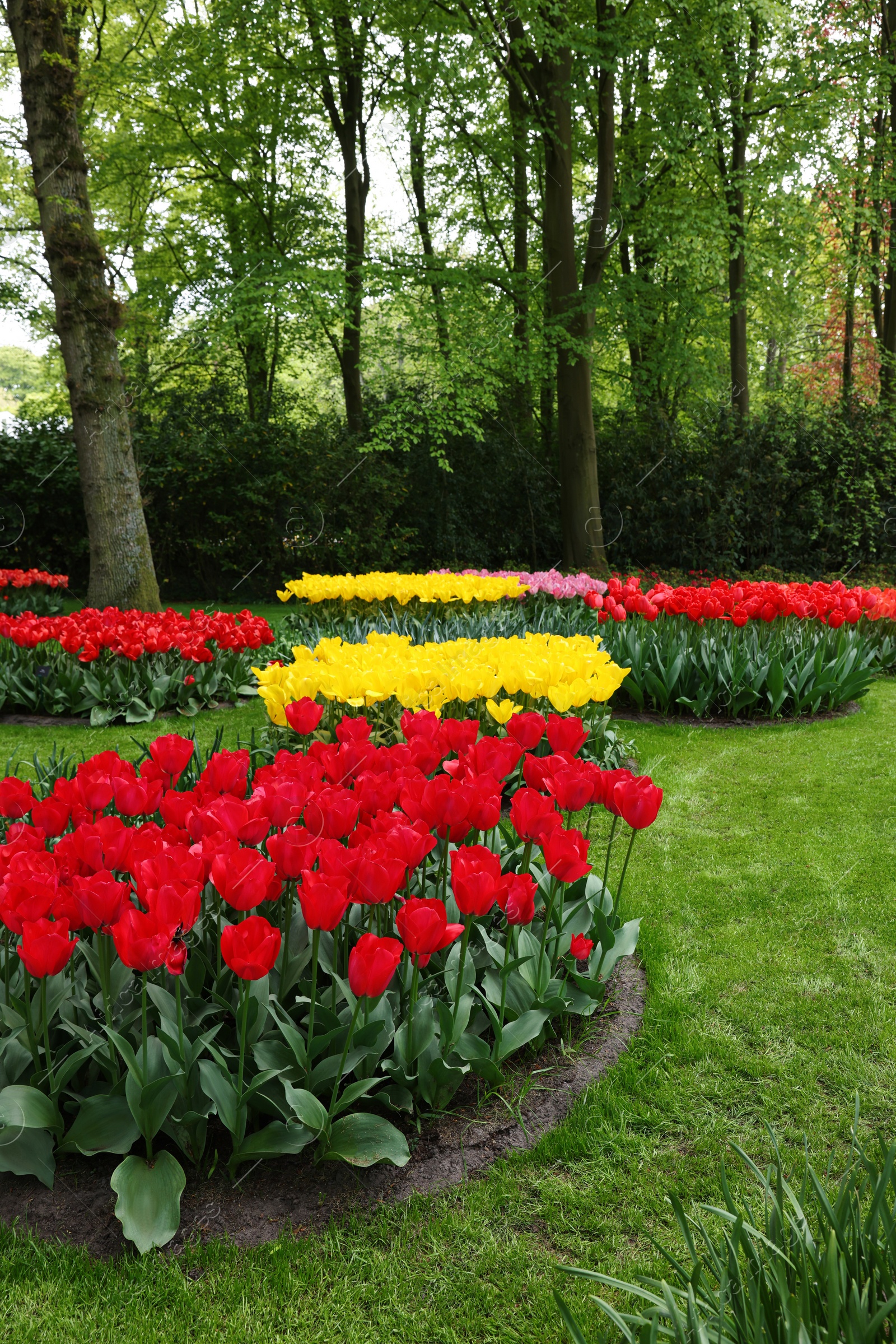 Photo of Park with variety of beautiful tulip flowers. Spring season