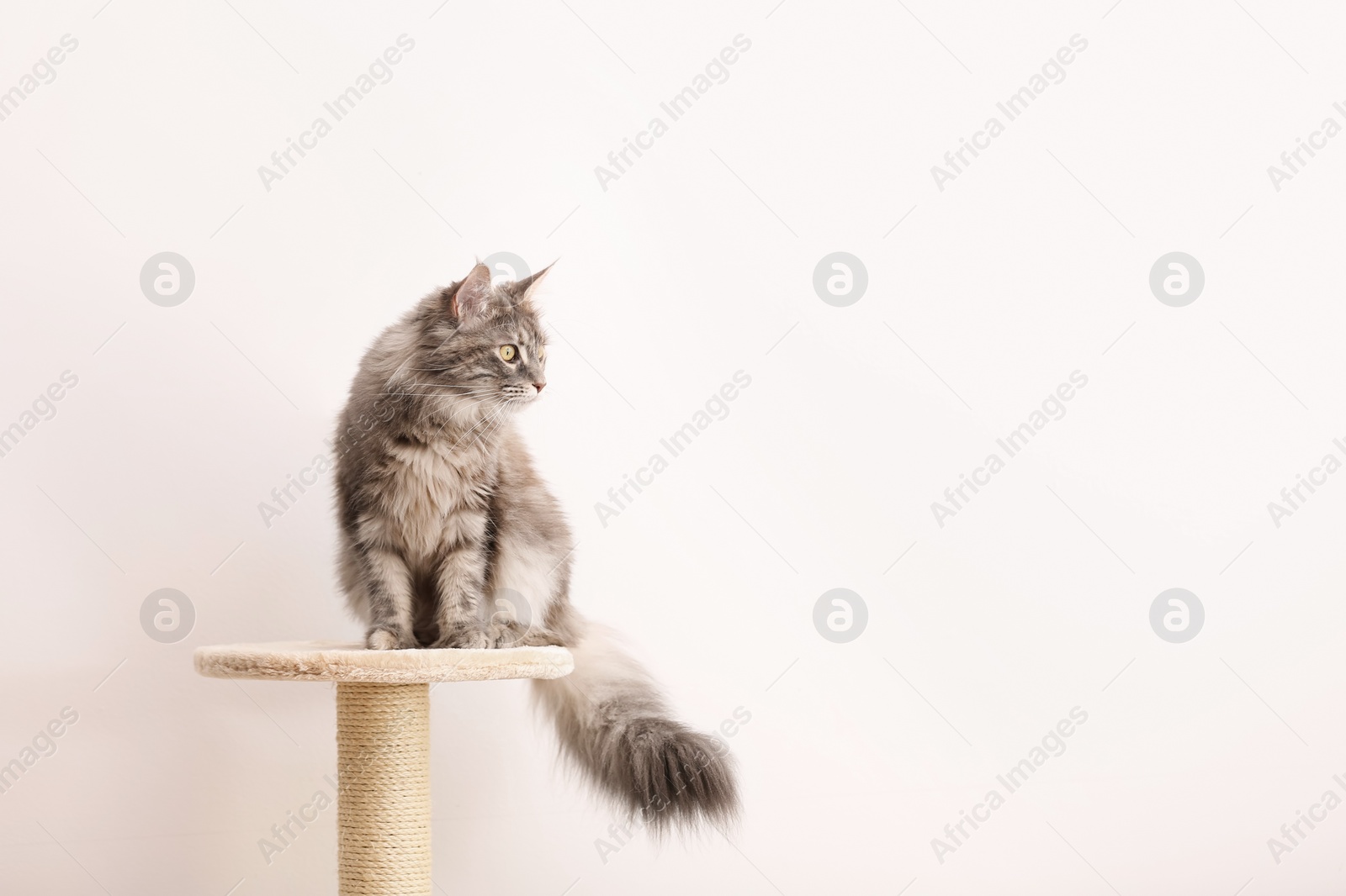 Photo of Adorable Maine Coon on cat tree near light wall at home. Space for text