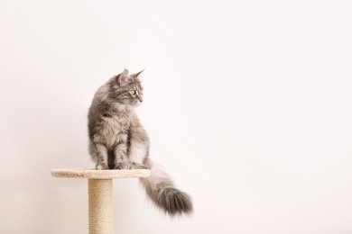 Adorable Maine Coon on cat tree near light wall at home. Space for text