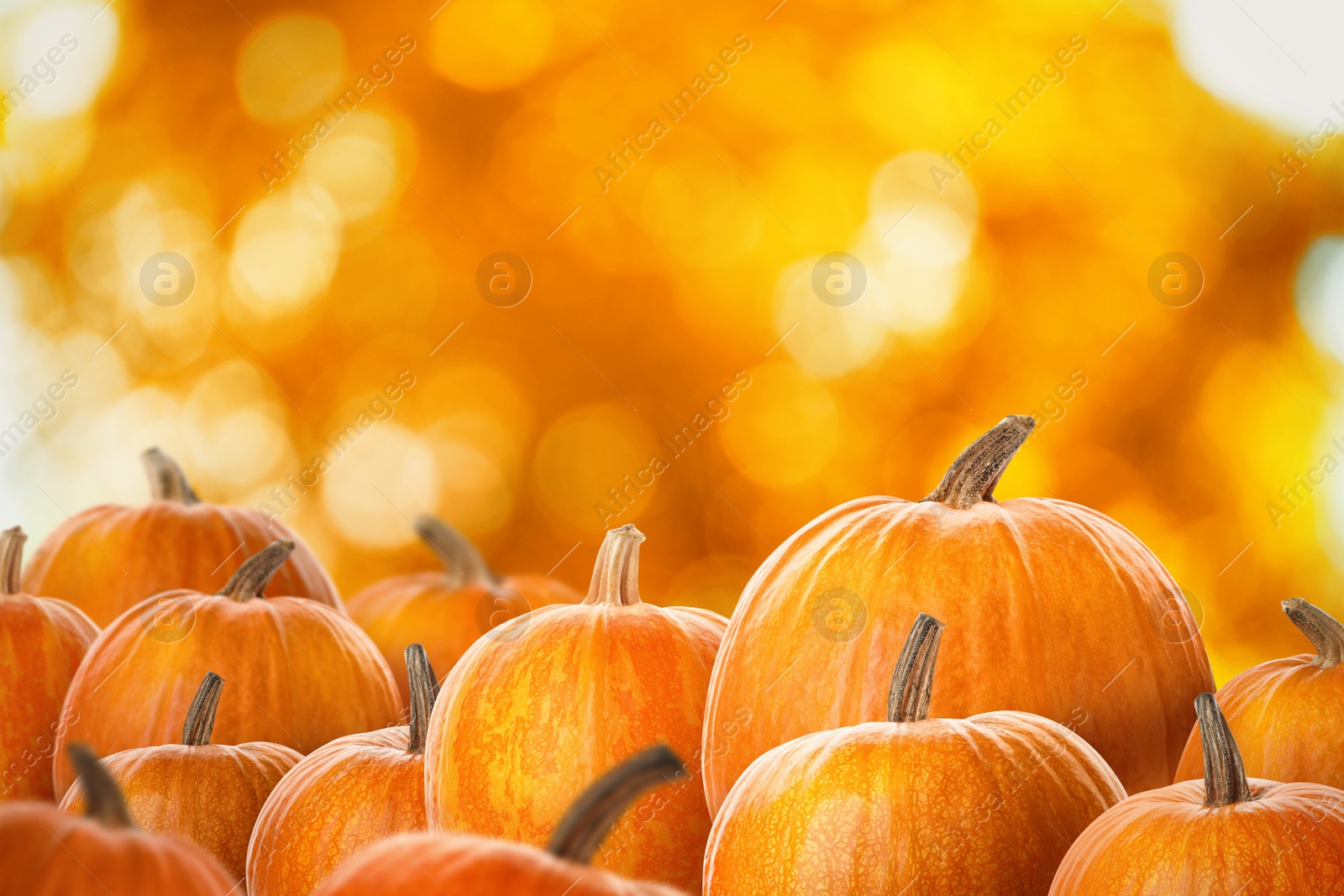 Image of Fresh pumpkins against blurred backgound. Space for text