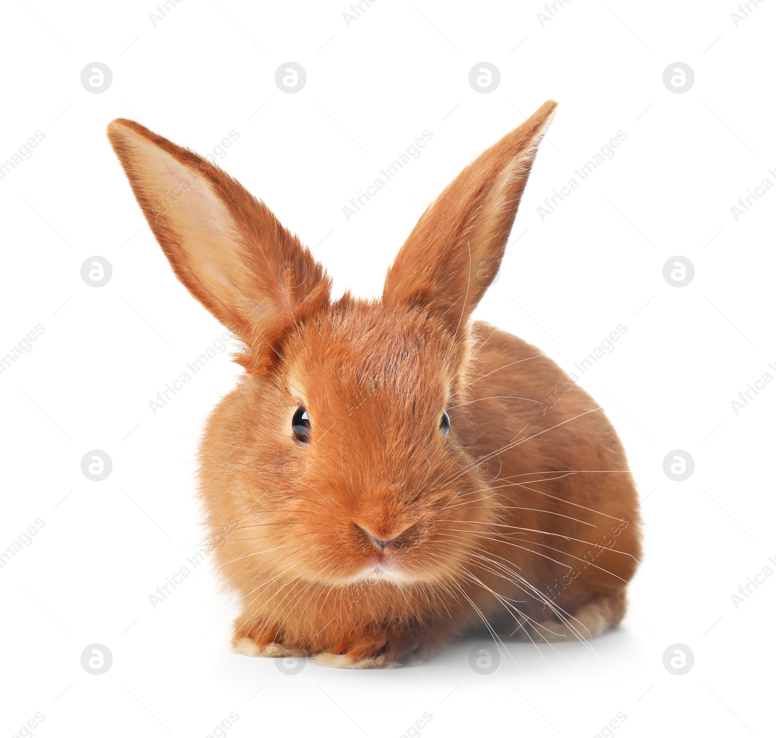 Photo of Adorable fluffy bunny rabbit on white background