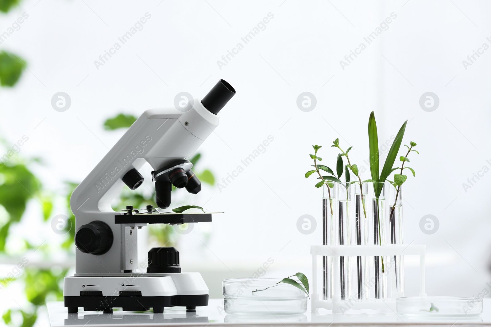 Photo of Laboratory glassware with different plants and microscope on table against blurred background. Chemistry research